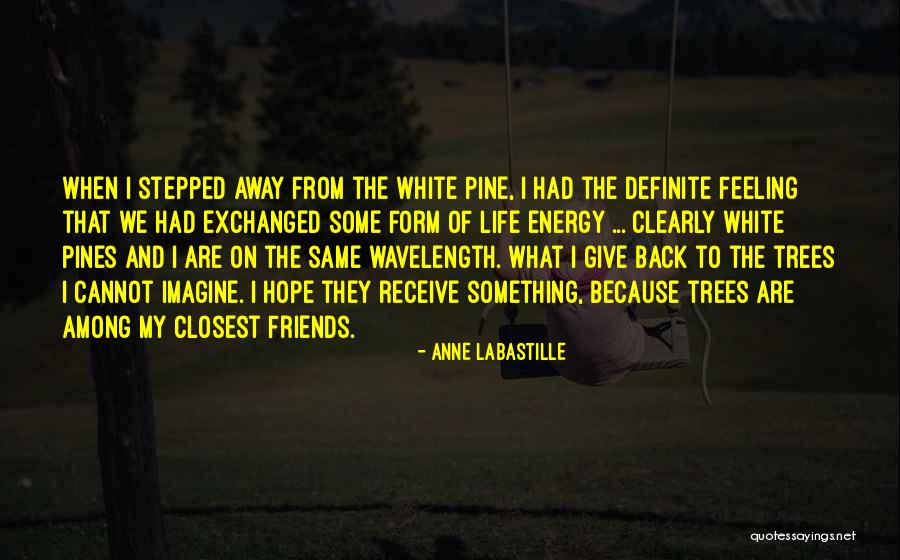 Pine Tree Quotes By Anne LaBastille Pine Tree Quotes By Anne LaBastille