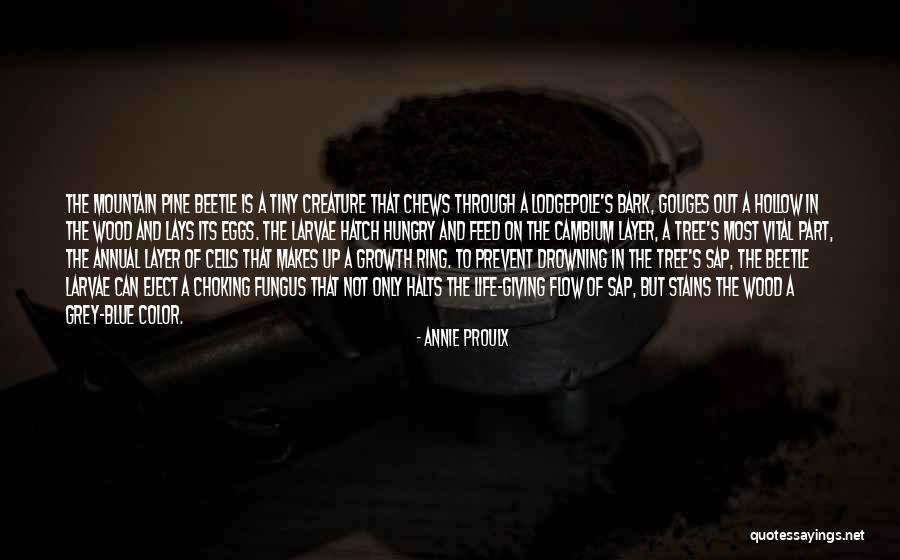 Pine Tree Quotes By Annie Proulx Pine Tree Quotes By Annie Proulx