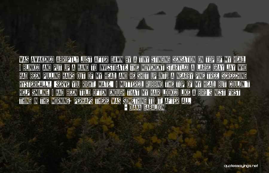 Pine Tree Quotes By Diana Gabaldon Pine Tree Quotes By Diana Gabaldon