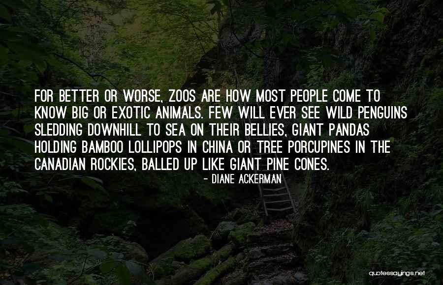 Pine Tree Quotes By Diane Ackerman Pine Tree Quotes By Diane Ackerman