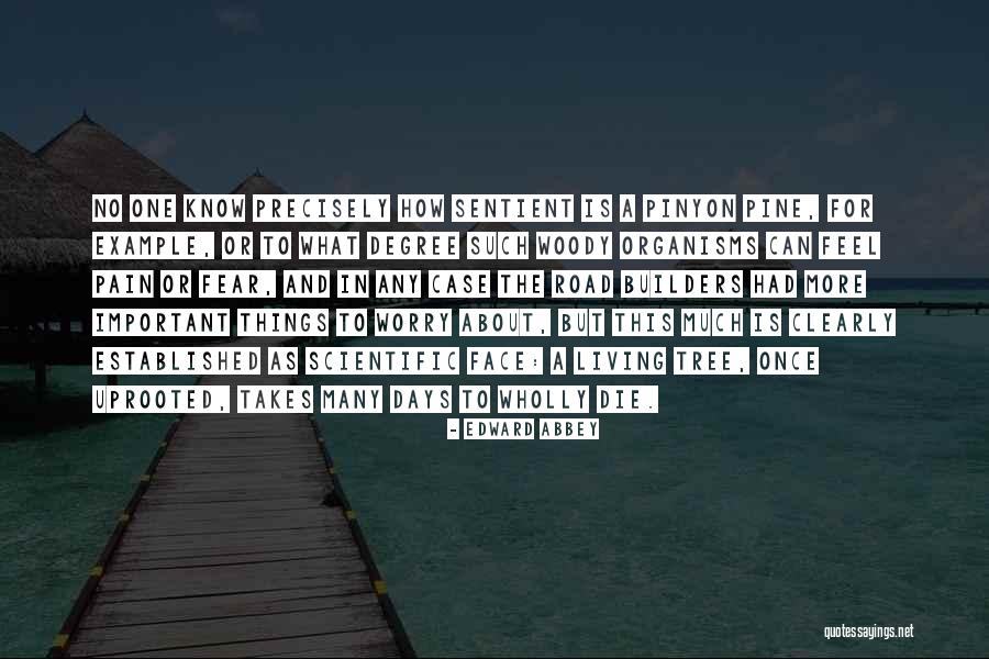 Pine Tree Quotes By Edward Abbey Pine Tree Quotes By Edward Abbey