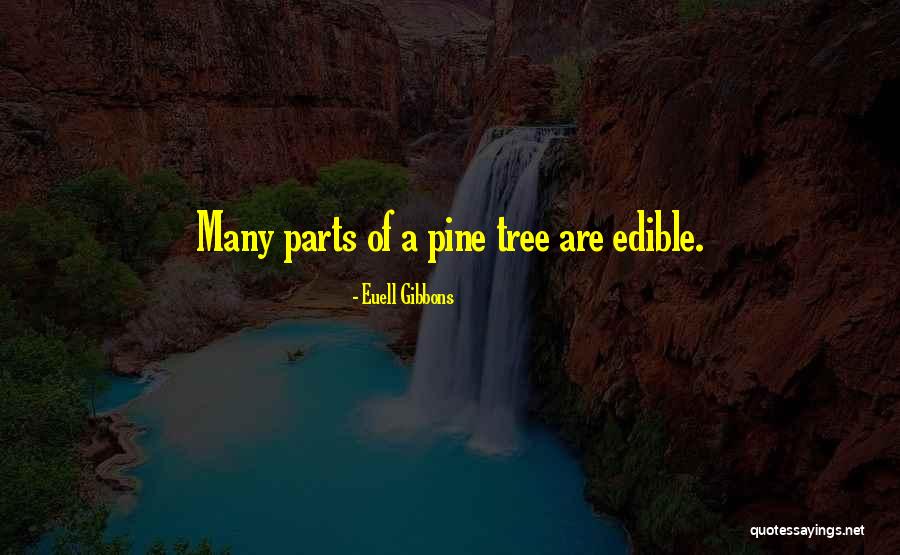 Pine Tree Quotes By Euell Gibbons Pine Tree Quotes By Euell Gibbons