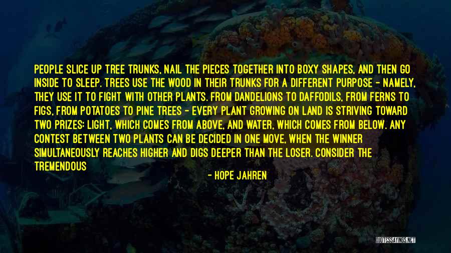 Pine Tree Quotes By Hope Jahren Pine Tree Quotes By Hope Jahren