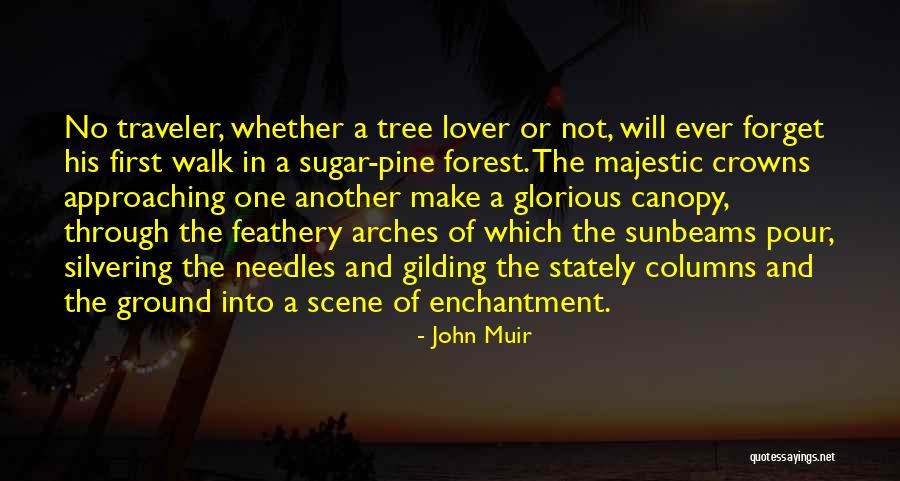 Pine Tree Quotes By John Muir Pine Tree Quotes By John Muir