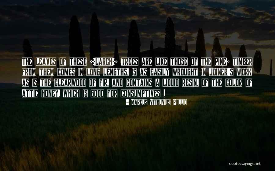Pine Tree Quotes By Marcus Vitruvius Pollio Pine Tree Quotes By Marcus Vitruvius Pollio