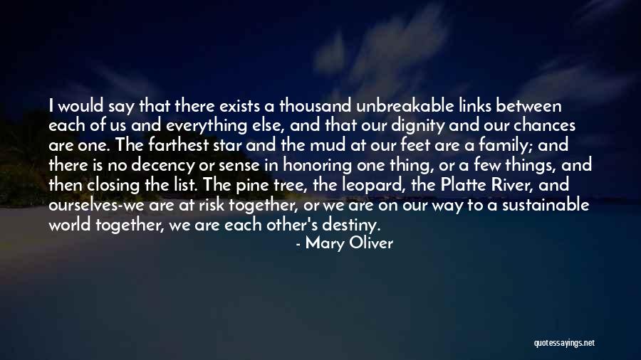 Pine Tree Quotes By Mary Oliver Pine Tree Quotes By Mary Oliver