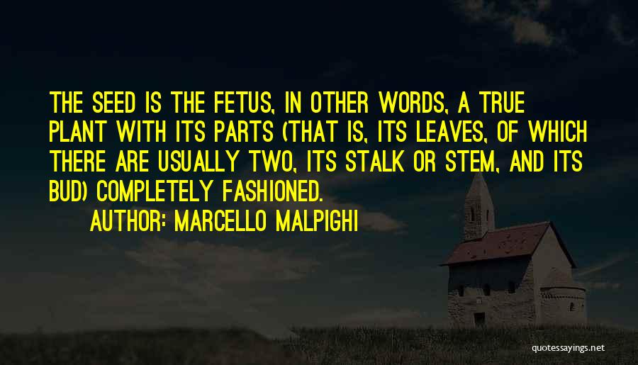 Plant Stem Quotes By Marcello Malpighi