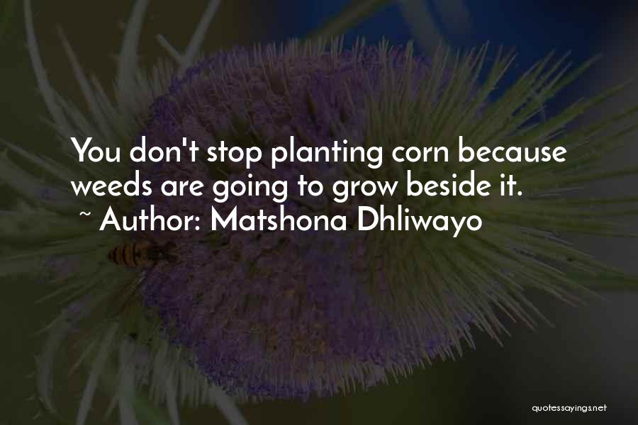 Planting Corn Quotes By Matshona Dhliwayo