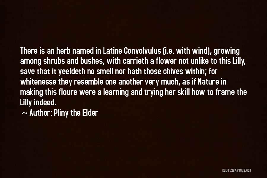 Pliny The Elder Quotes 713515
