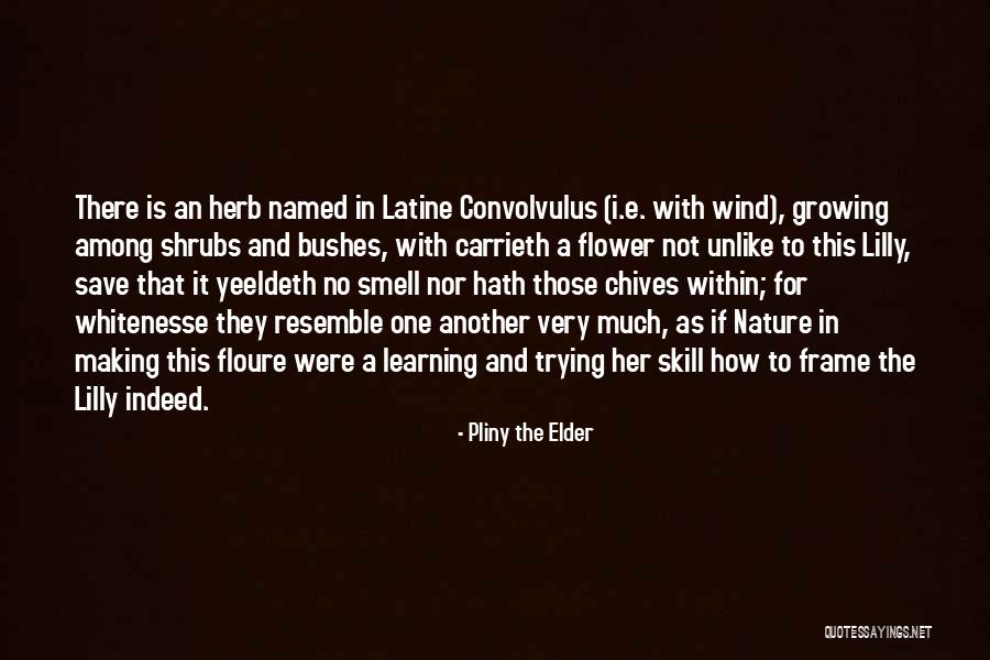 Pliny The Elder Quotes 713515