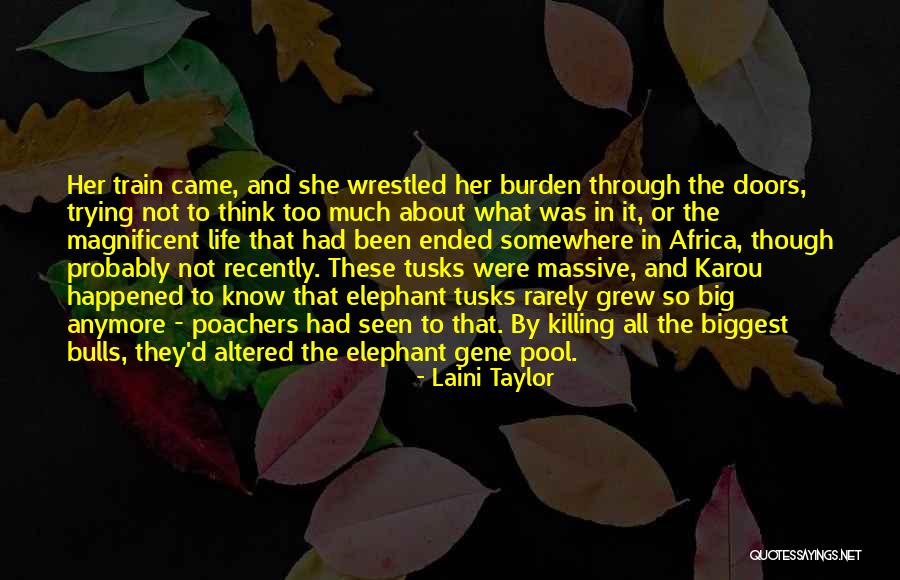 Poachers In Africa Quotes By Laini Taylor Poachers In Africa Quotes By Laini Taylor