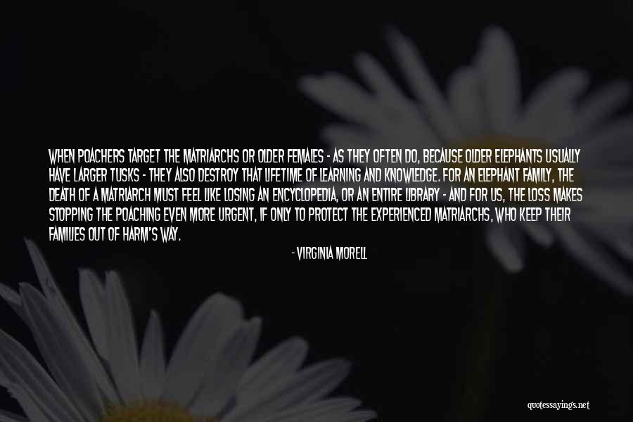 Poaching Elephants Quotes By Virginia Morell Poaching Elephants Quotes By Virginia Morell