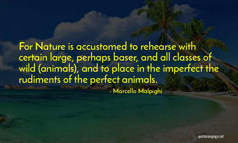 Poderosa Sinonimo Quotes By Marcello Malpighi Poderosa Sinonimo Quotes By Marcello Malpighi