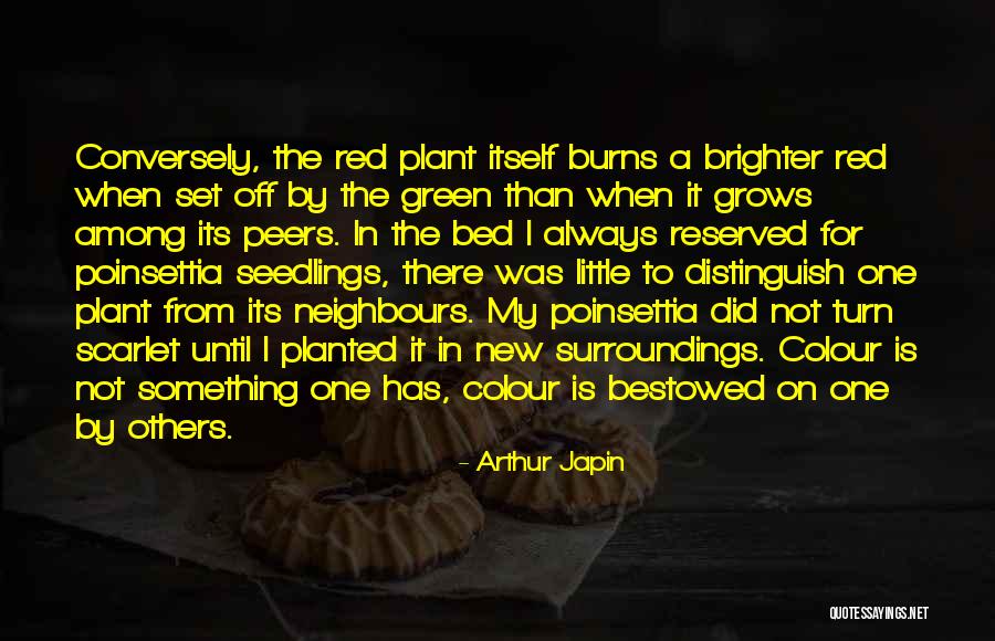 Poinsettia Plant Quotes By Arthur Japin Poinsettia Plant Quotes By Arthur Japin