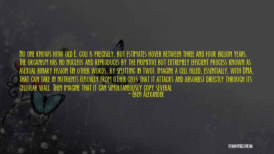 Primitive Wall Quotes By Eben Alexander Primitive Wall Quotes By Eben Alexander