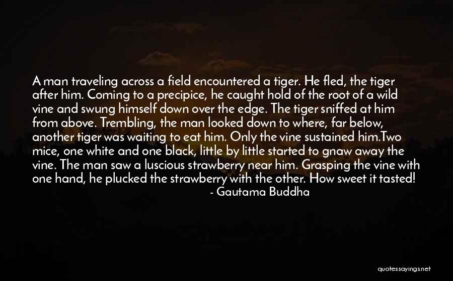 Prisoner Mcgoohan Quotes By Gautama Buddha Prisoner Mcgoohan Quotes By Gautama Buddha