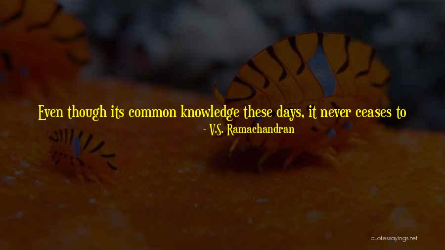 Quesnel British Columbia Quotes By V.S. Ramachandran Quesnel British Columbia Quotes By V.S. Ramachandran