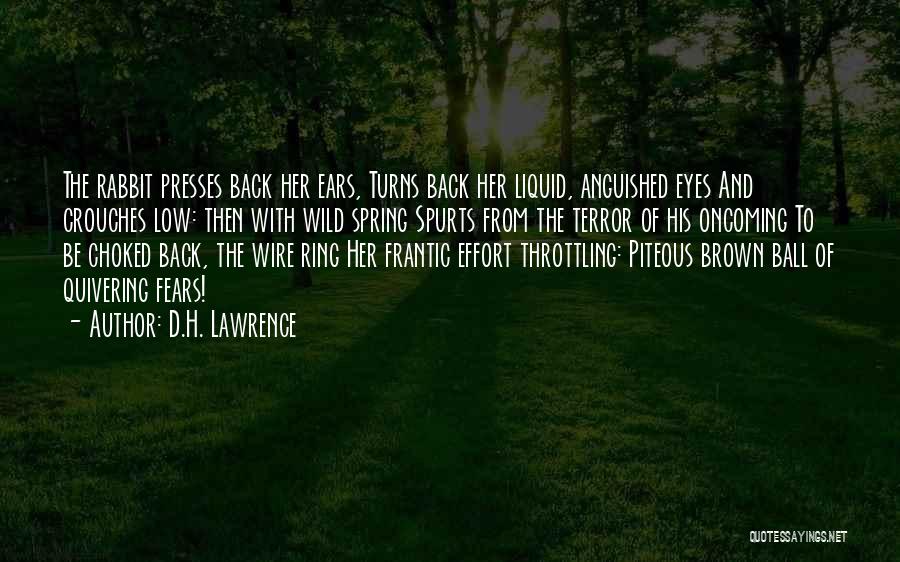 Rabbit Ears Quotes By D.H. Lawrence