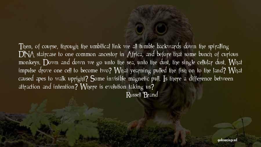 Raccoon Pictures With Quotes By Russell Brand Raccoon Pictures With Quotes By Russell Brand