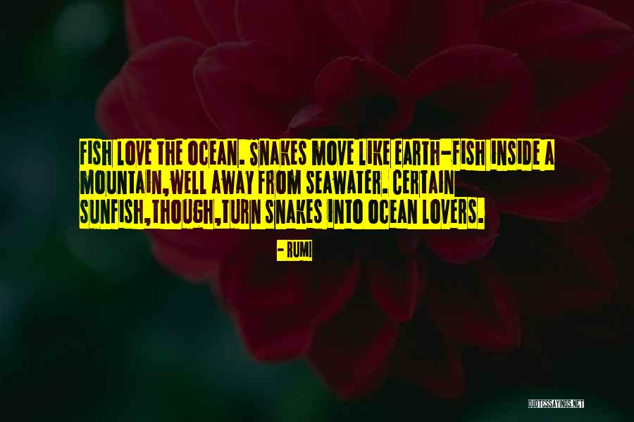 Raccoon Valentine Quotes By Rumi Raccoon Valentine Quotes By Rumi