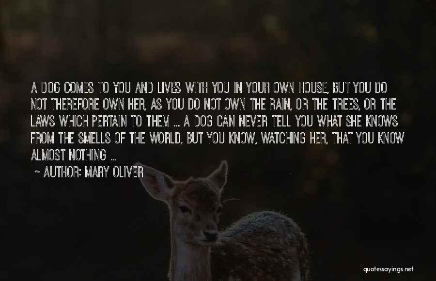 Rain And Trees Quotes By Mary Oliver