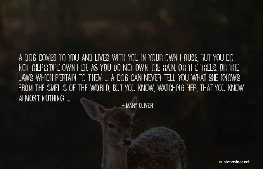 Rain Comes Quotes By Mary Oliver Rain Comes Quotes By Mary Oliver