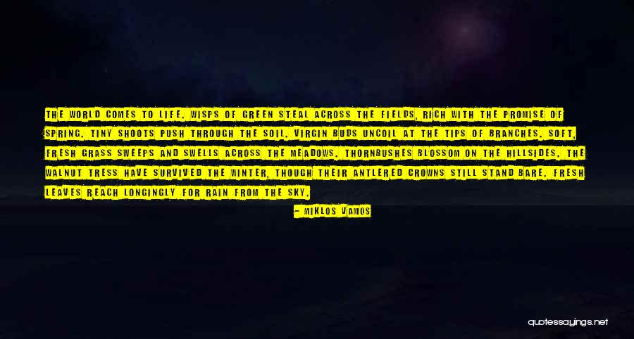 Rain Comes Quotes By Miklos Vamos Rain Comes Quotes By Miklos Vamos