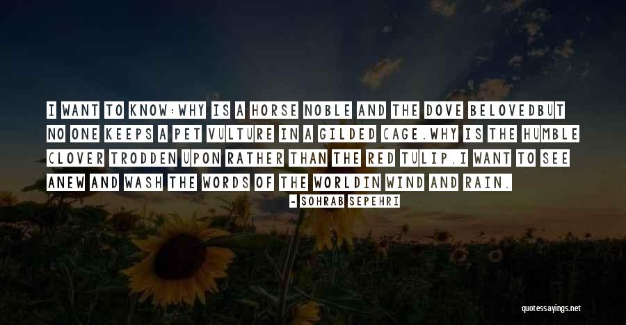 Rain Horse Quotes By Sohrab Sepehri Rain Horse Quotes By Sohrab Sepehri
