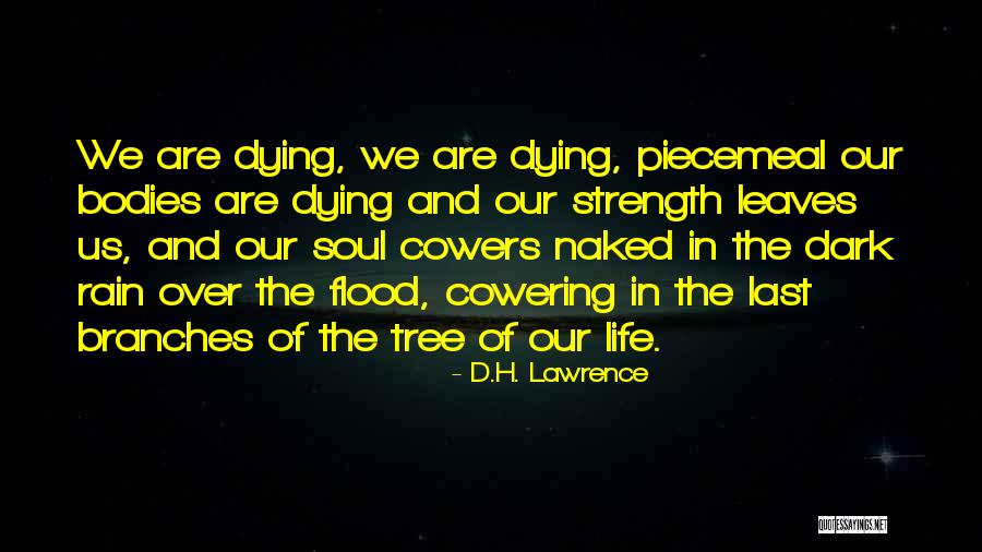 Rain Tree Quotes By D.H. Lawrence Rain Tree Quotes By D.H. Lawrence