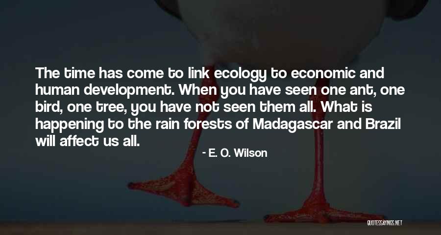 Rain Tree Quotes By E. O. Wilson