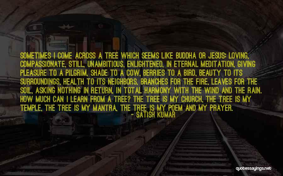 Rain Tree Quotes By Satish Kumar