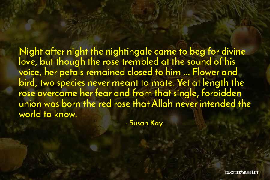 Red Rose Petals Quotes By Susan Kay
