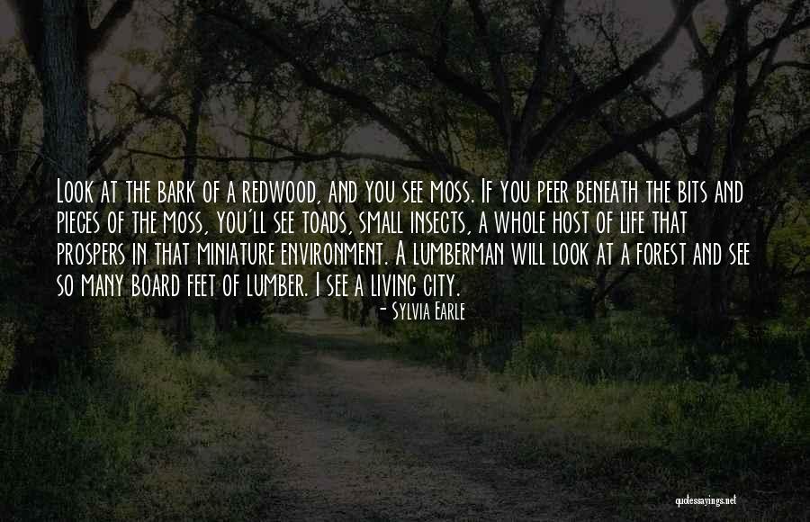Redwood Forest Quotes By Sylvia Earle Redwood Forest Quotes By Sylvia Earle
