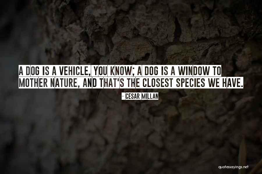 Renegade Memorable Quotes By Cesar Millan Renegade Memorable Quotes By Cesar Millan