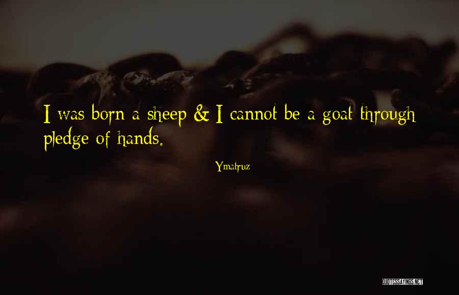 Rhyl Fc Quotes By Ymatruz Rhyl Fc Quotes By Ymatruz