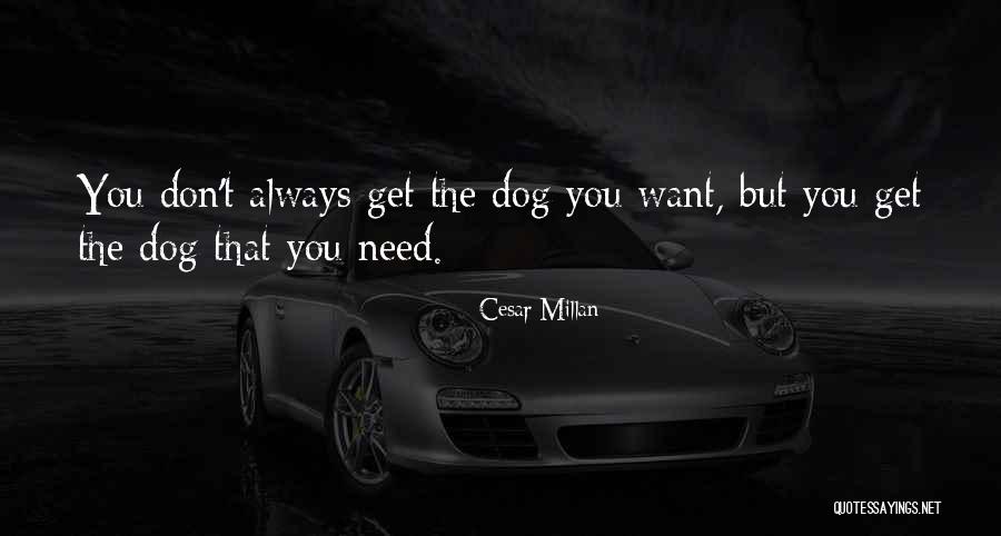 Robocalls Law Quotes By Cesar Millan Robocalls Law Quotes By Cesar Millan
