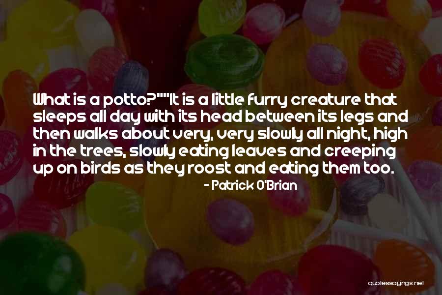 Roost Quotes By Patrick O'Brian Roost Quotes By Patrick O'Brian