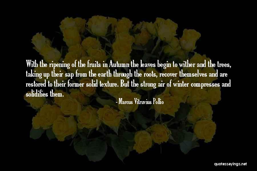 Roots Of Trees Quotes By Marcus Vitruvius Pollio Roots Of Trees Quotes By Marcus Vitruvius Pollio