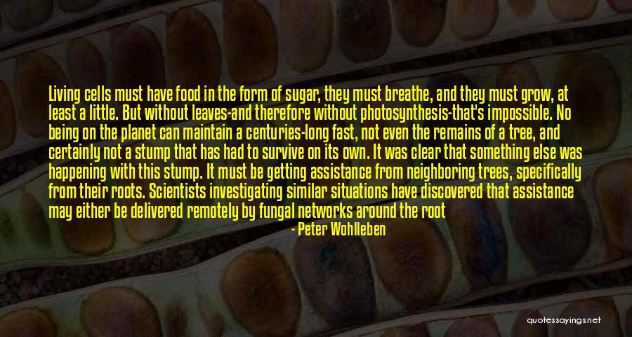 Roots Of Trees Quotes By Peter Wohlleben Roots Of Trees Quotes By Peter Wohlleben