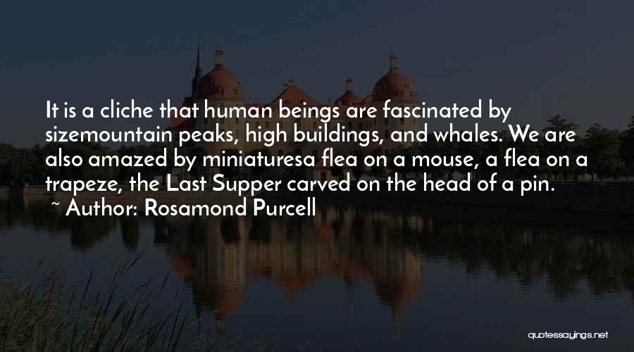 Rosamond Purcell Quotes 2258171
