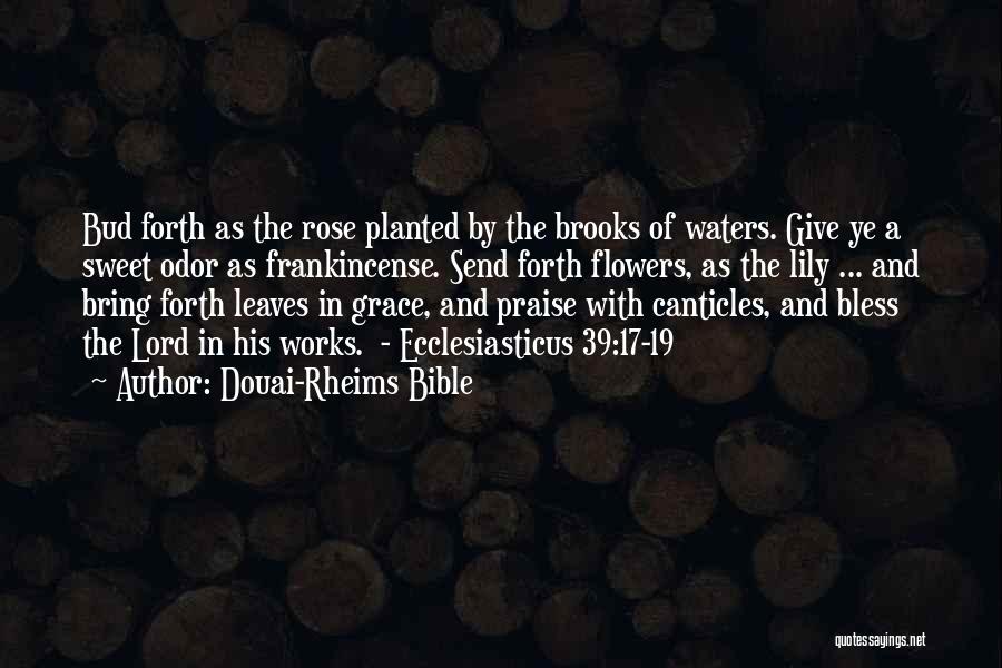 Rose Flowers Quotes By Douai-Rheims Bible