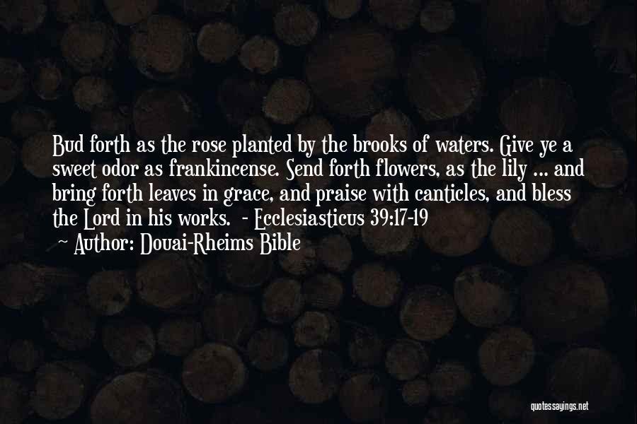 Rose With Quotes By Douai-Rheims Bible