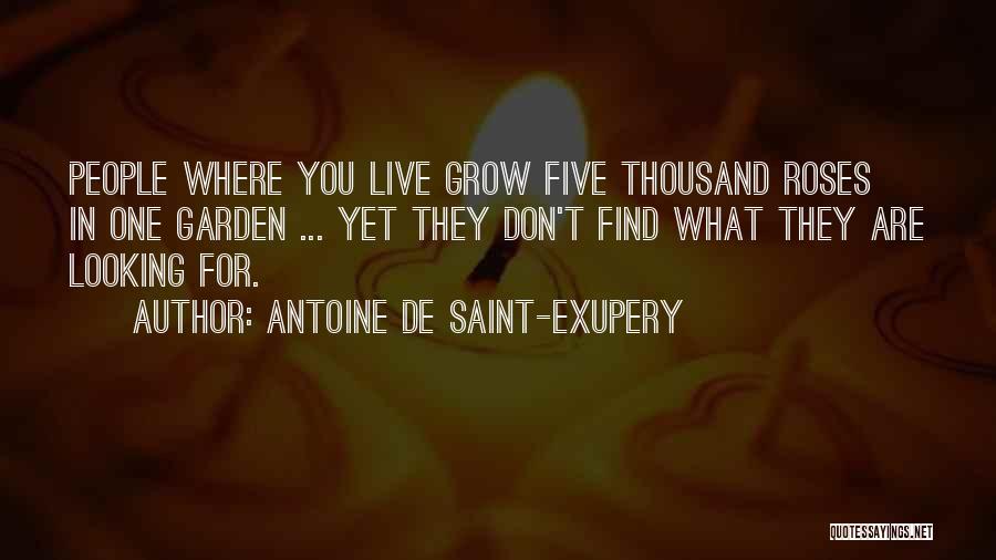 Roses Are Quotes By Antoine De Saint-Exupery