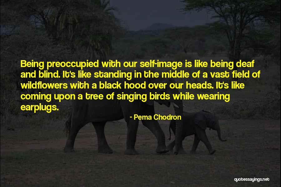 Sabatti Rover Quotes By Pema Chodron Sabatti Rover Quotes By Pema Chodron
