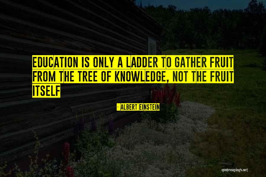Sandolo Domenico Quotes By Albert Einstein Sandolo Domenico Quotes By Albert Einstein