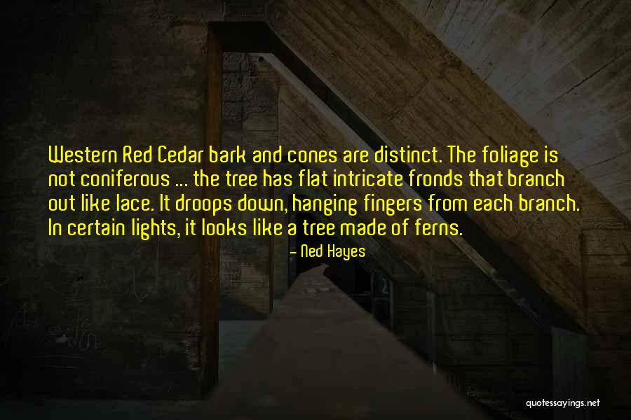 Saqib Iqbal Shami Quotes By Ned Hayes Saqib Iqbal Shami Quotes By Ned Hayes