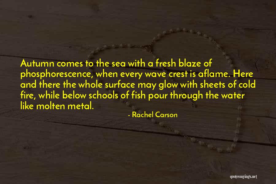 Schools Of Fish Quotes By Rachel Carson