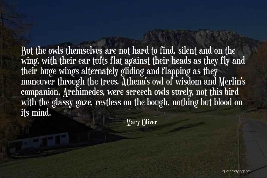 Screech Quotes By Mary Oliver Screech Quotes By Mary Oliver