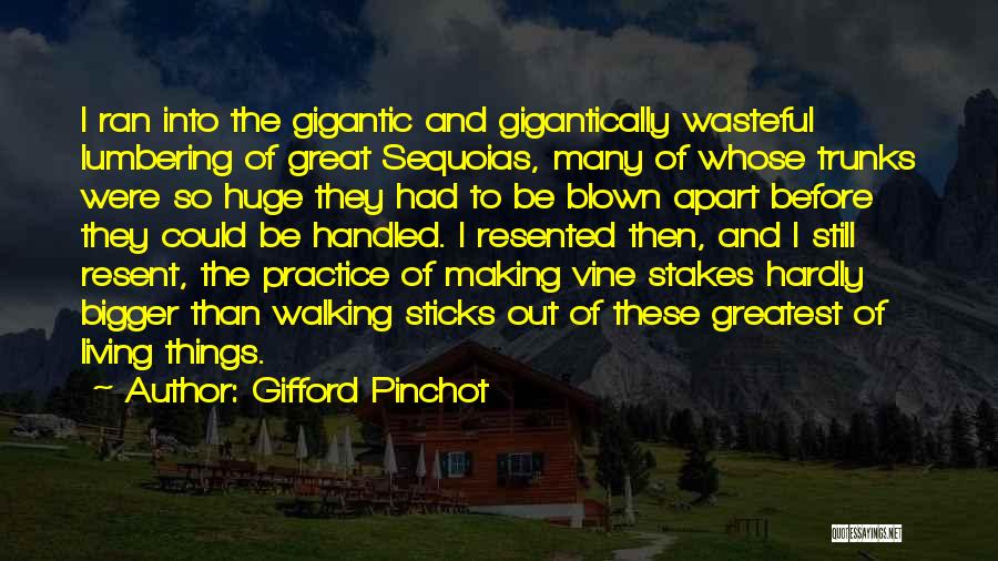 Sequoias Quotes By Gifford Pinchot