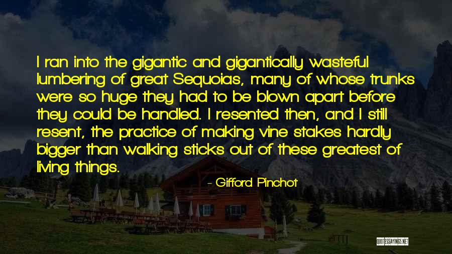 Sequoias Quotes By Gifford Pinchot